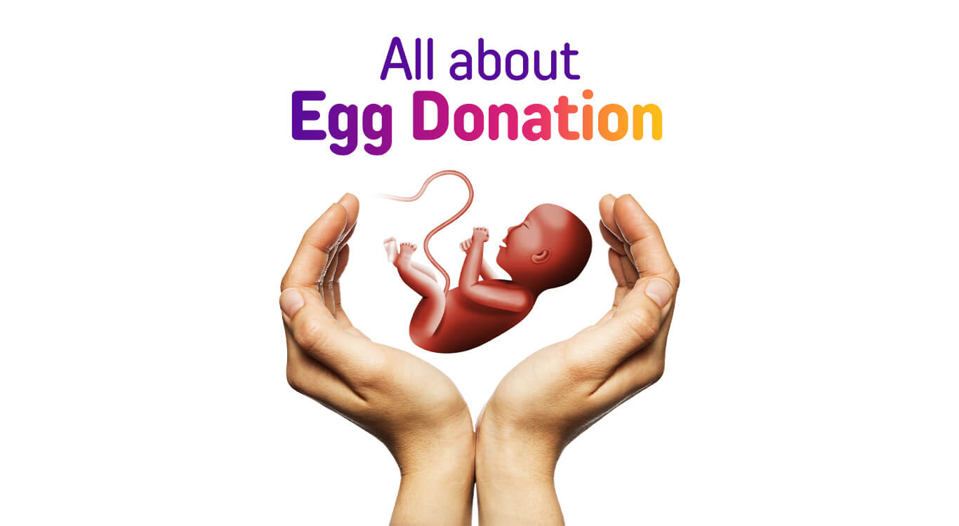 Egg Donation How Does it Work?