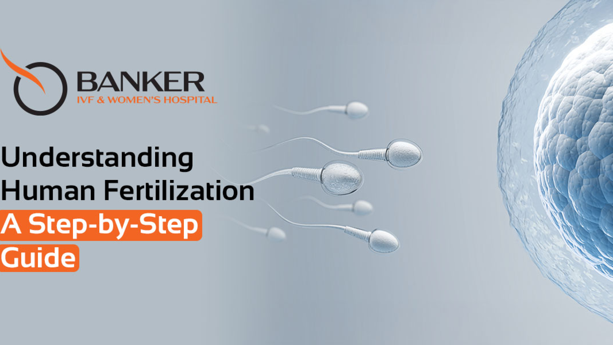 Human Fertilization